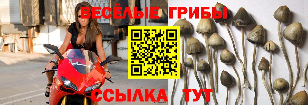 Зеленогорск  Псилоцибиновые грибы мицелий  Вход с VPN  Псилоцибиновые грибы мицелий 